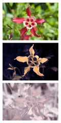 Aquilegia 'Crimson Star'