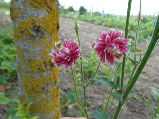 Aquilegia 'Nora Barlow'