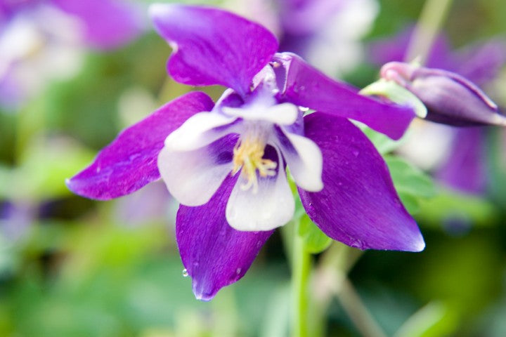 Aquilegia Spring Magic White