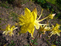 Aquilegia Yellow Star