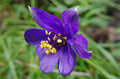 Aquilegia alpina