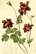 Aquilegia atrata