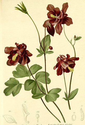 Aquilegia atrata
