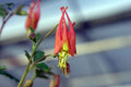 Aquilegia canadensis Little Lanterns