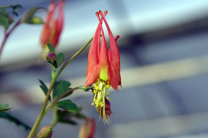 Aquilegia canadensis Little Lanterns