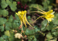 Aquilegia chrysantha 'Yellow Queen'