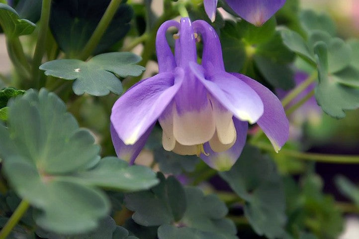 Aquilegia flabellata 'Ministar'
