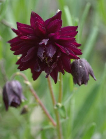 Aquilegia vulgaris 'Black Barlow'
