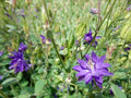 Aquilegia vulgaris Blue Barlow