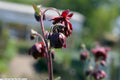 Aquilegia vulgaris 'Ruby Port'