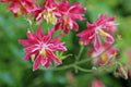 Aquilegia vulgaris,