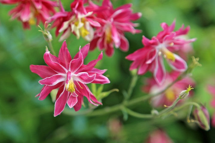 Aquilegia vulgaris,