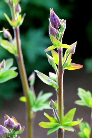 Aquilegia vulgaris William Guiness