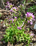 Arabis blepharophylla,