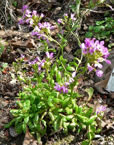 Arabis blepharophylla,