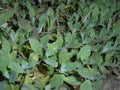Arabis caucasica 'Pinkie',