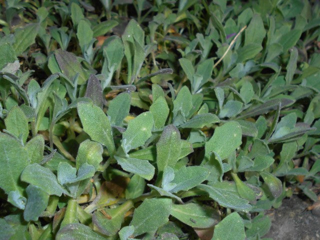 Arabis caucasica 'Pinkie',
