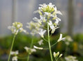 Arabis ferdinandi coburgii Old Gold