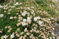 Armeria maritima Alba