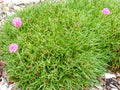 Armeria maritima 'Dusseldorfer Stolz'