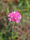 Armeria maritima Rubrifolia