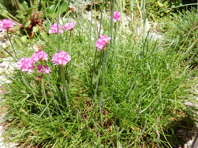 Armeria maritima 'Splendens'