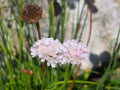 Armeria pseudarmeria Ballerina White
