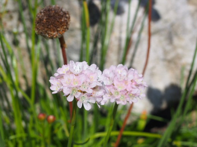 Armeria pseudarmeria Ballerina White