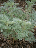 Artemisia 'Powis Castle',