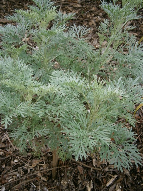 Artemisia 'Powis Castle',