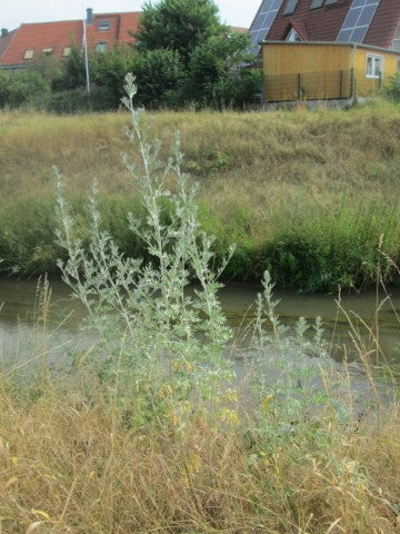 Artemisia absinthium