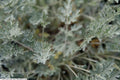 Artemisia absinthium Lambrook Silver