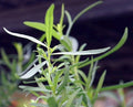 Artemisia dracunculus French Dragon