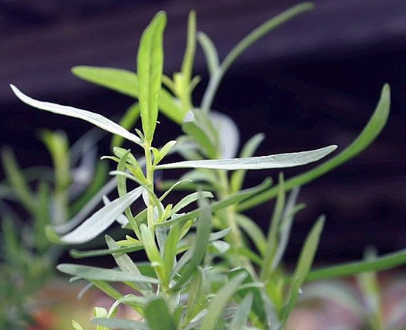Artemisia dracunculus French Dragon