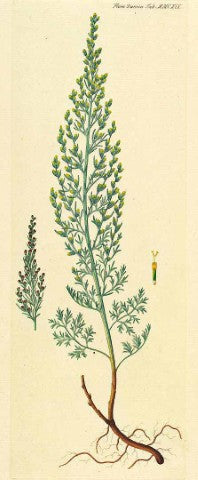 Artemisia dracunculus