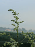 Artemisia lactiflora