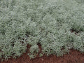 Artemisia ludoviciana 'Silver Queen',