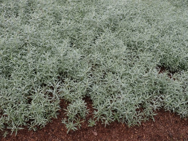 Artemisia ludoviciana 'Silver Queen',