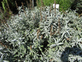 Artemisia ludoviciana Valerie Finnis