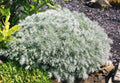 Artemisia schmidtiana 'Nana',