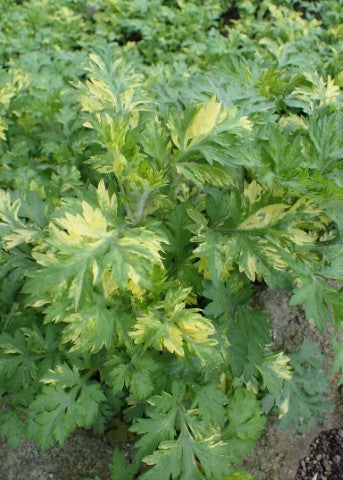 Artemisia vulgaris Oriental Limelight