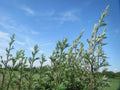 Artemisia vulgaris