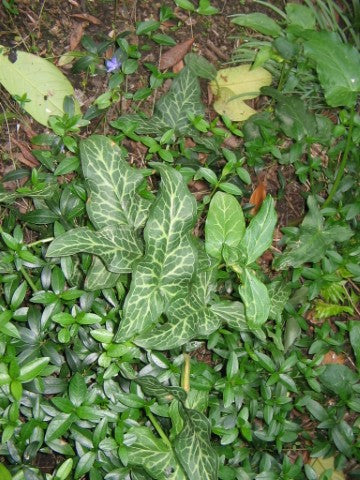 Arum italicum Marmoratum
