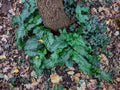 Arum italicum