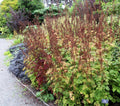 Aruncus 'Horatio'