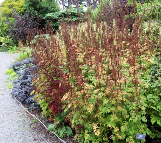 Aruncus 'Horatio'
