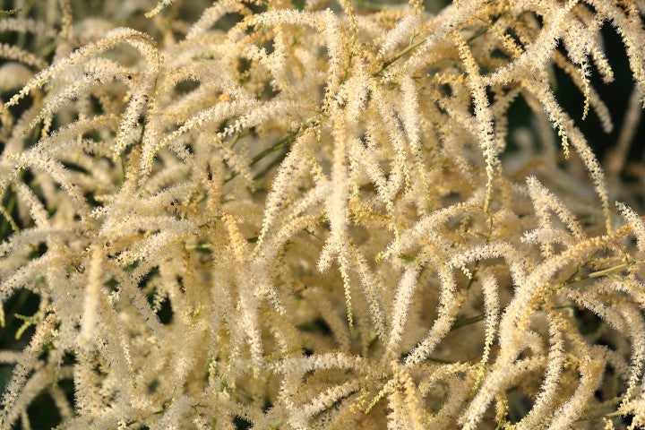 Aruncus dioicus 'Kneiffii'