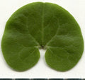 Asarum europaeum