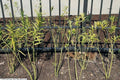 Asclepias incarnata Ice Ballet