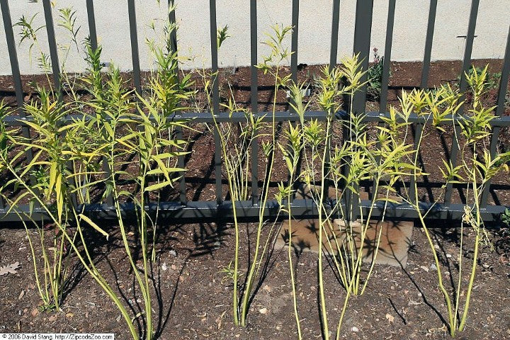 Asclepias incarnata Ice Ballet